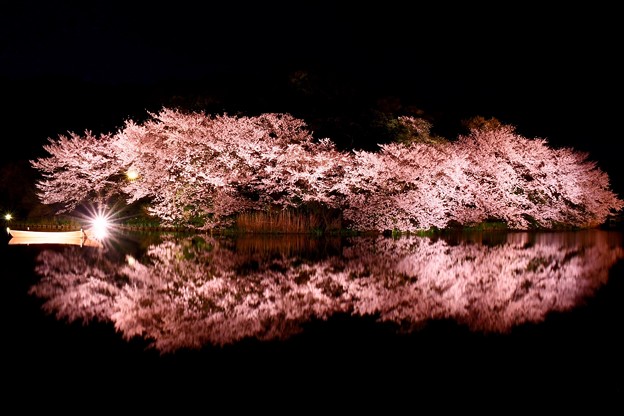写真: 静寂な夜の三渓園。。水面に写る夜桜(2) 20180330