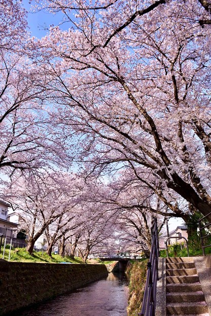 写真: 神奈川県大和市の引地川千本桜の桜(2)。。201803031