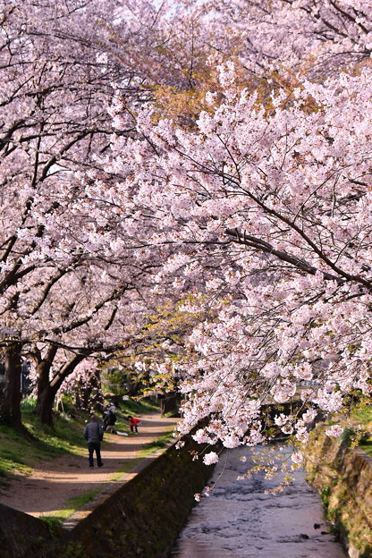 写真: 神奈川県大和市の引地川千本桜の桜(3)。。201803031