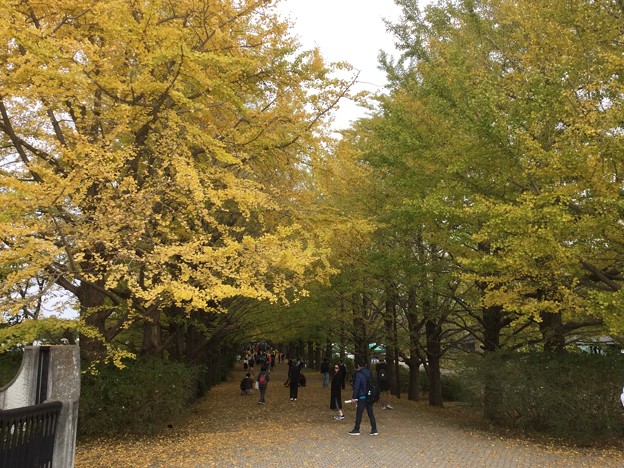 写真: 撮って出し。。今年も見頃の昭和記念公園いちょう 11月11日