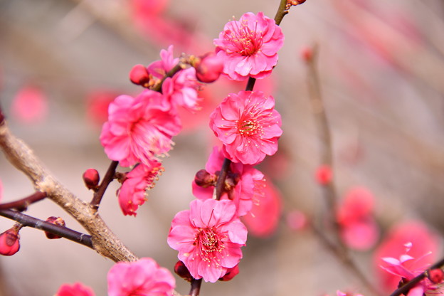 写真: 撮って出し。。小田原の曽我梅林の梅が咲き(1) 2月11日