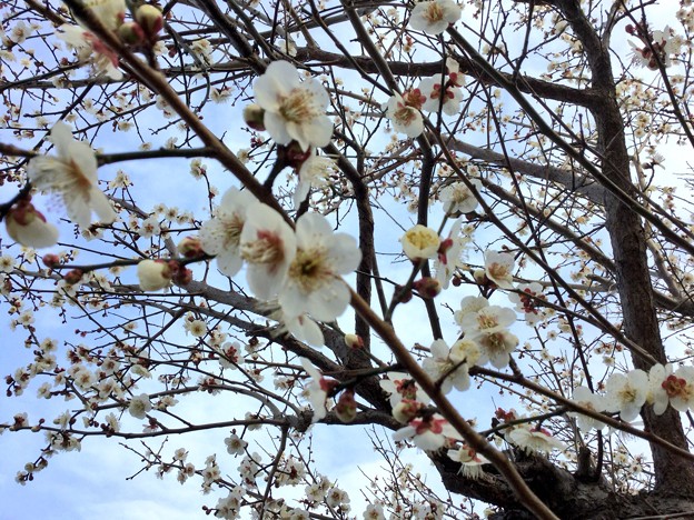 写真: 撮って出し。。小田原の曽我梅林の梅が咲き(2) 2月11日