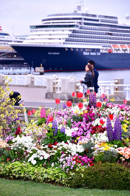 横浜山下公園散策。。お花と大型客船 20190414