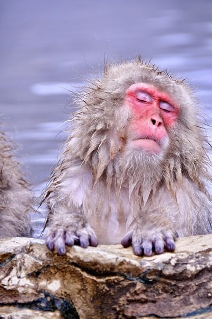 写真: 地獄谷温泉の野猿公苑のお猿たち(2)