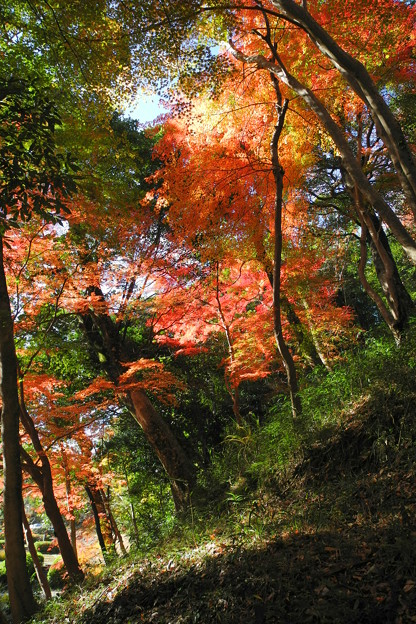 写真: 亀山公園の紅葉・2