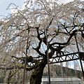 写真: 三重県大紀町天然記念物の枝垂れ桜・2