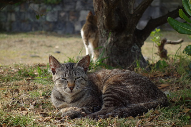 写真: 叶崎灯台の猫・3