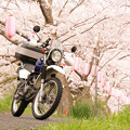 写真: 玉川の桜・2