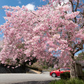 写真: 篠山・ふるさとの川公園の桜・3