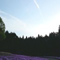写真: 芝桜と飛行機雲