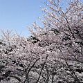 写真: 輝く桜たち