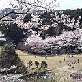 写真: 桜咲く丘
