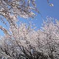 写真: 桜の波