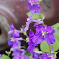 写真: 150407オオアラセイトウ大紫羅欄花