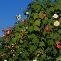 写真: 芙蓉、咲きほこる
