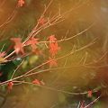 写真: Autumn Colors