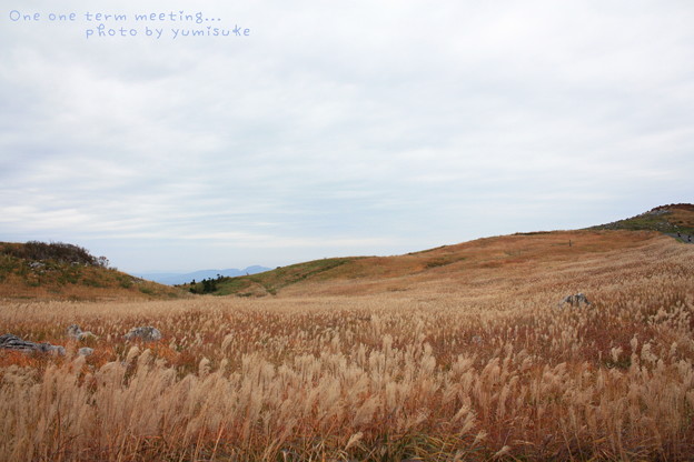 写真: 染まるすすき野原