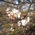 写真: 桜 ＠熊本市大甲橋 2011.3.22