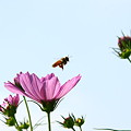 写真: コスモスとミツバチ