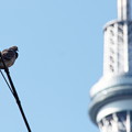 写真: 1月11日　スカイツリー傍の鳩