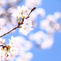 写真: 見上げた桜
