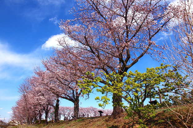 写真: 日本の春