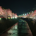 写真: 倉津川しだれ桜ライトアップ【１】