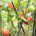 トマト栽培