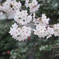 写真: 桜と椿