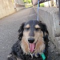 Photos: 笑う犬
