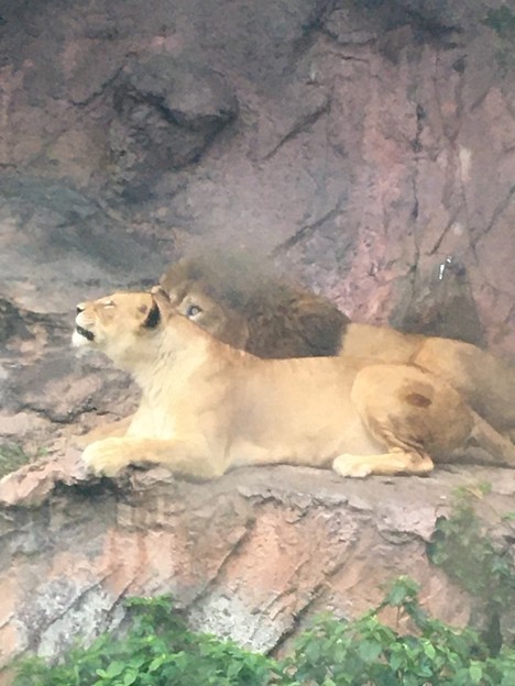 写真: 7月25日は東山のライオン「サン」と私の誕生日37