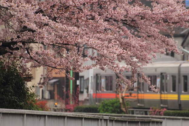 写真: 井の頭線と桜のコラボ♪　3