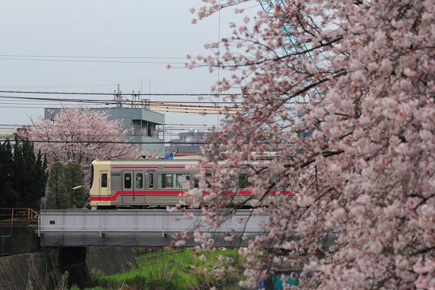 写真: 京王線と満開の桜