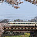 写真: JR中央線と残堀川の桜　3