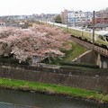 写真: JR中央線と残堀川の桜　【パート2】