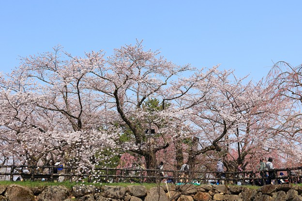 写真: 弘前城　本丸の桜