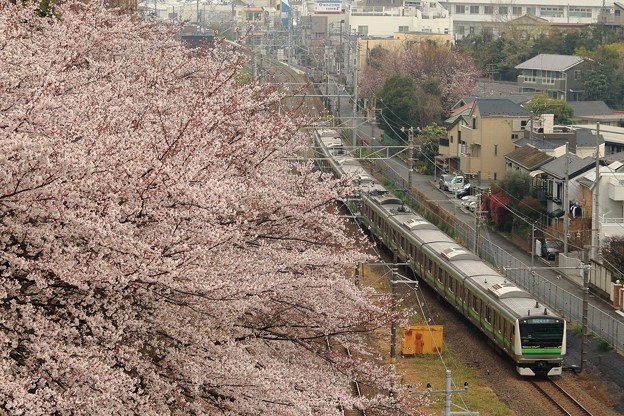 写真: 横浜線沿線の桜