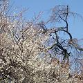 (007)白梅と枝垂桜