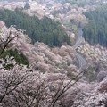 吉野滝桜-06336S