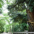 写真: 糺の森DSC02012