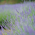 写真: lavender_DSC00902_ed