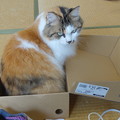 写真: 箱猫DSC00966