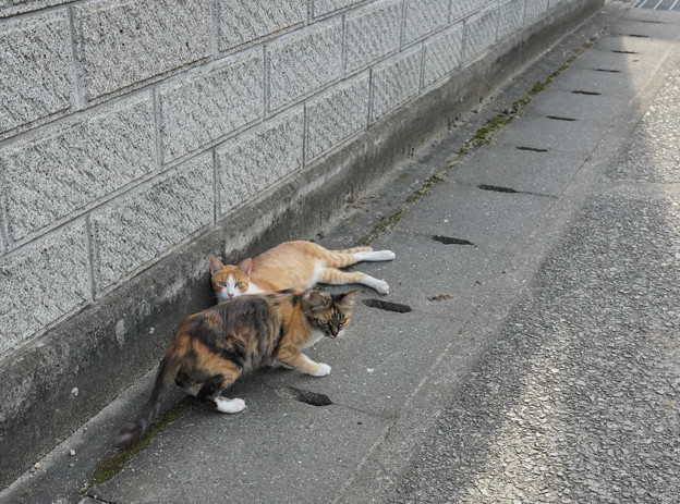 写真: cat豊島DSC01627_ed