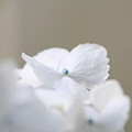 写真: 真白な紫陽花！