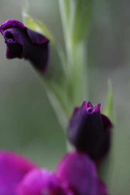 写真: 紫色のグラジオラス