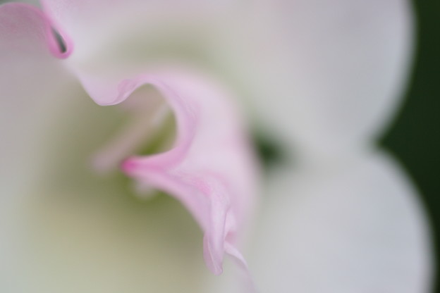 写真: グラジオラスの花弁