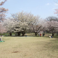 写真: 所沢航空記念公園4月6日 35