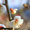 写真: 梅と蜂12