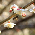 写真: 梅と蜂11