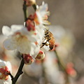 写真: 梅と蜂01